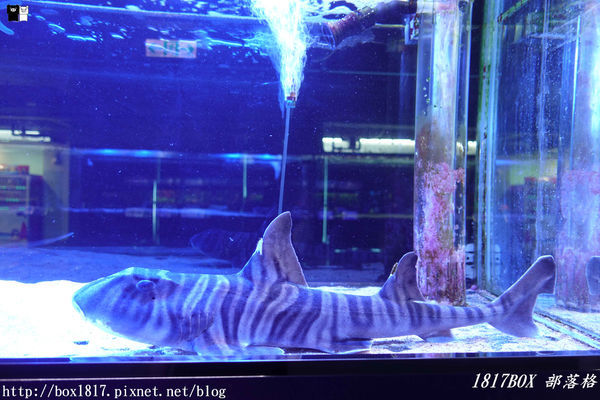 【屏東。長治】農業生物科技園區。觀賞水族展示廳。宛如置身水底世界。感受與上百種珍稀魚蝦美麗的身影共舞