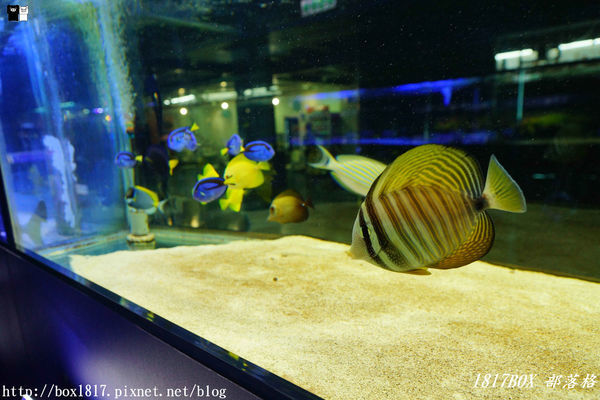 【屏東。長治】農業生物科技園區。觀賞水族展示廳。宛如置身水底世界。感受與上百種珍稀魚蝦美麗的身影共舞