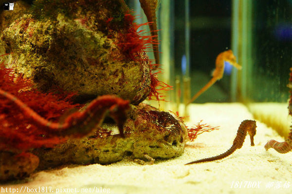 【屏東。長治】農業生物科技園區。觀賞水族展示廳。宛如置身水底世界。感受與上百種珍稀魚蝦美麗的身影共舞