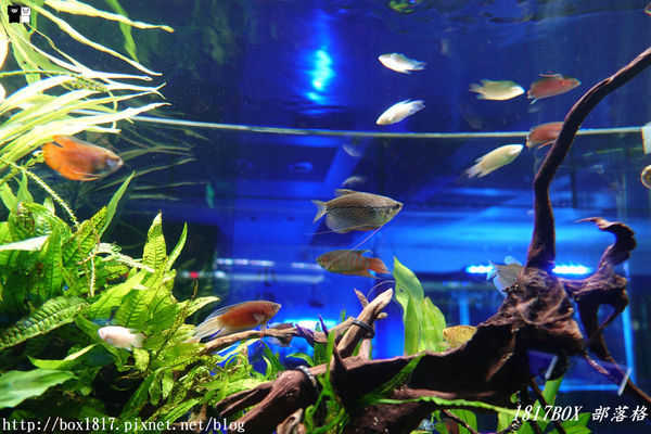 【屏東。長治】農業生物科技園區。觀賞水族展示廳。宛如置身水底世界。感受與上百種珍稀魚蝦美麗的身影共舞