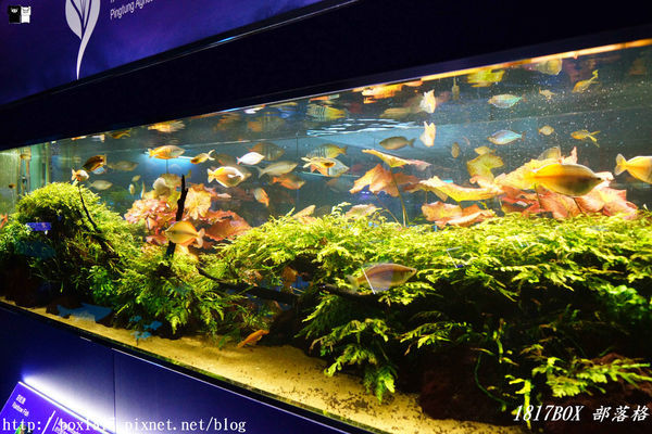 【屏東。長治】農業生物科技園區。觀賞水族展示廳。宛如置身水底世界。感受與上百種珍稀魚蝦美麗的身影共舞