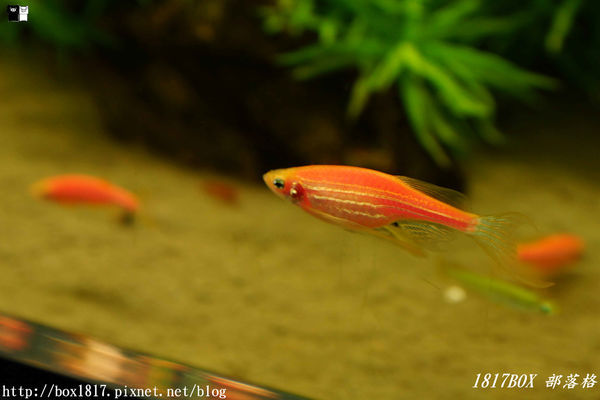 【屏東。長治】農業生物科技園區。觀賞水族展示廳。宛如置身水底世界。感受與上百種珍稀魚蝦美麗的身影共舞