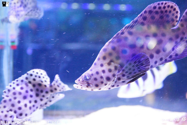 【屏東。長治】農業生物科技園區。觀賞水族展示廳。宛如置身水底世界。感受與上百種珍稀魚蝦美麗的身影共舞