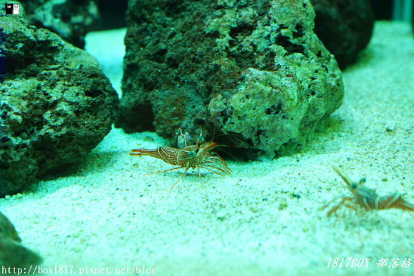 【屏東。長治】農業生物科技園區。觀賞水族展示廳。宛如置身水底世界。感受與上百種珍稀魚蝦美麗的身影共舞