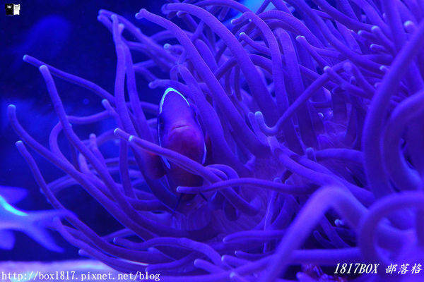 【屏東。長治】農業生物科技園區。觀賞水族展示廳。宛如置身水底世界。感受與上百種珍稀魚蝦美麗的身影共舞