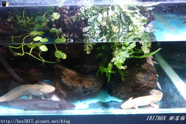 【屏東。長治】農業生物科技園區。觀賞水族展示廳。宛如置身水底世界。感受與上百種珍稀魚蝦美麗的身影共舞