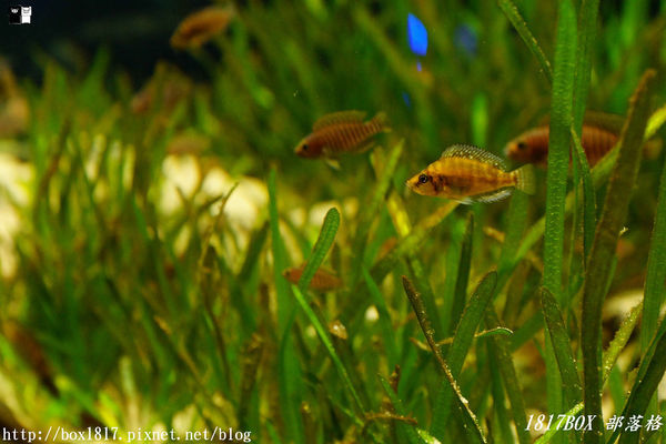 【屏東。長治】農業生物科技園區。觀賞水族展示廳。宛如置身水底世界。感受與上百種珍稀魚蝦美麗的身影共舞