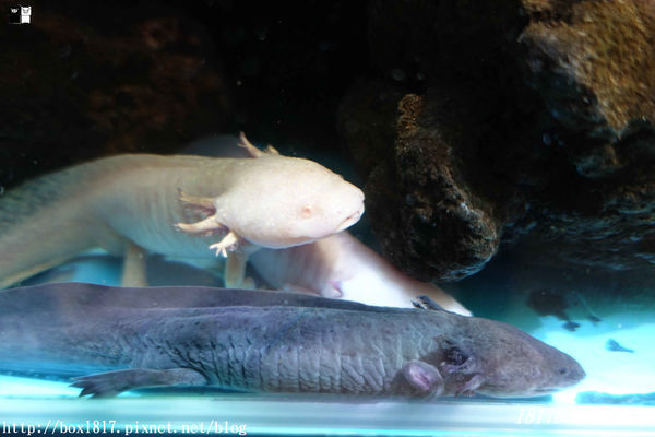 【屏東。長治】農業生物科技園區。觀賞水族展示廳。宛如置身水底世界。感受與上百種珍稀魚蝦美麗的身影共舞