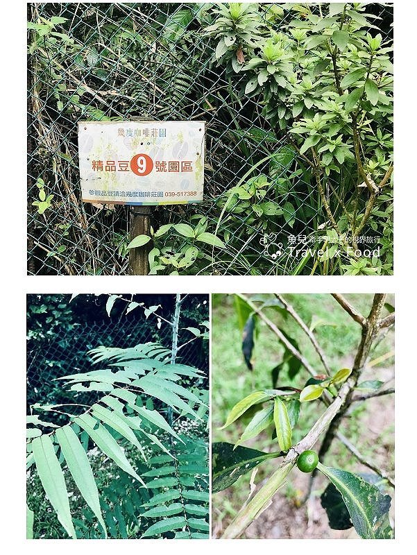 【遊】幾度咖啡莊園|精品咖啡,體驗手沖與導覽,住宿高品質,自助烤肉與美味餐點,戲水池無限暢玩!度假so easy~ @魚兒 x 牽手明太子的「視」界旅行