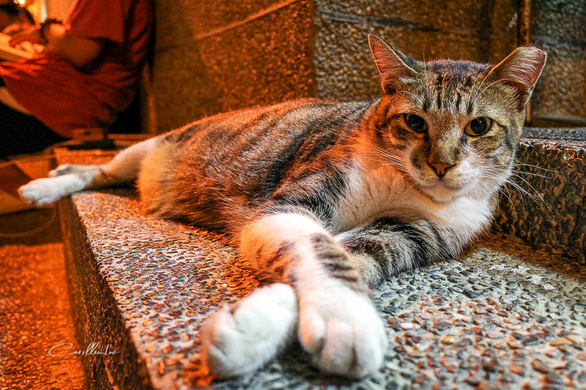 肉Meat - 舒肥牛排丼飯&沙拉 - 卡琳。摸魚兒趣