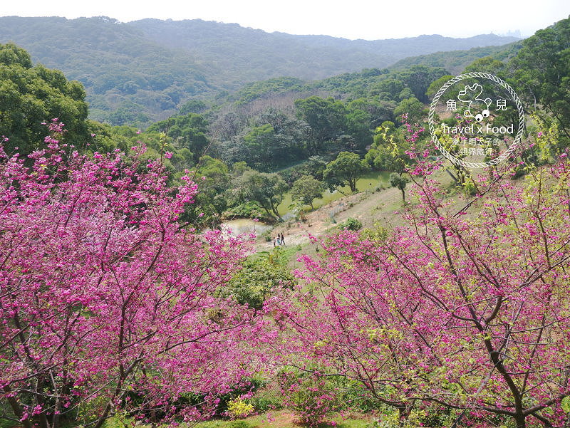羊稠休閒農場餐廳｜台式熱炒滋味好，青青草地真悠閒，櫻花季一起賞花去！ @魚兒 x 牽手明太子的「視」界旅行