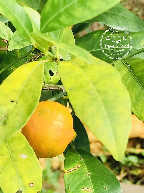 羊稠休閒農場餐廳｜台式熱炒滋味好，青青草地真悠閒，櫻花季一起賞花去！ @魚兒 x 牽手明太子的「視」界旅行