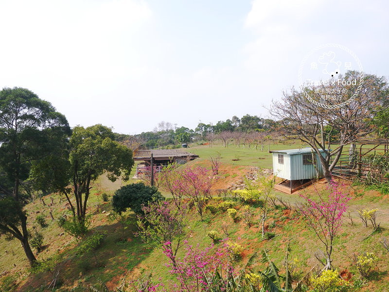 羊稠休閒農場餐廳｜台式熱炒滋味好，青青草地真悠閒，櫻花季一起賞花去！ @魚兒 x 牽手明太子的「視」界旅行