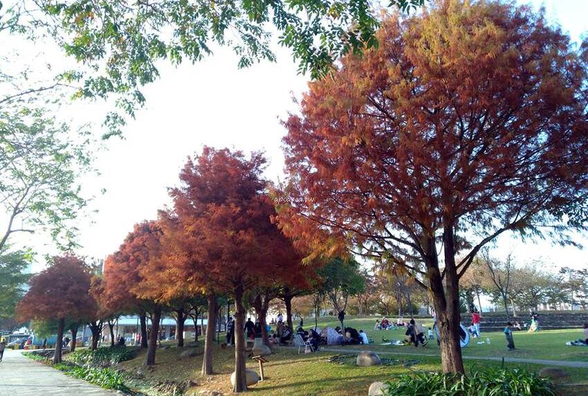 kafeD咖啡滴。網美最愛森林系歐式風情早午餐，180元起全日供應早上九點就營業，自家烘焙年輪蛋糕、精品咖啡 - 🍎 蘋果話日常🍎