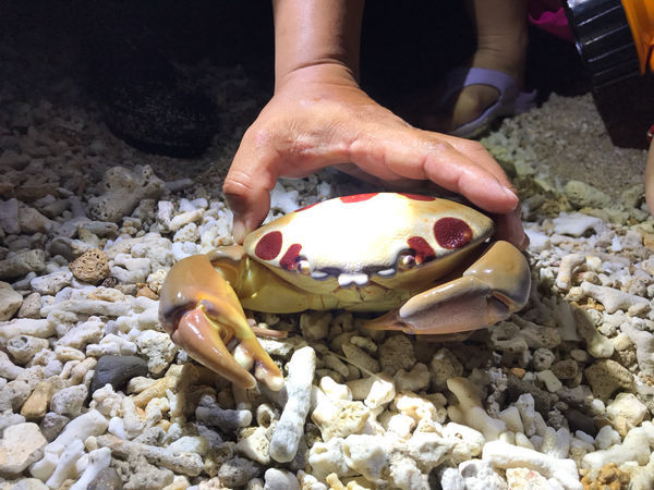 《恆春住宿》亞森川渡假民宿|夜間潮間帶探險與古城導覽