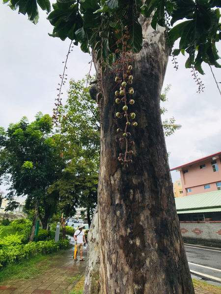 《恆春住宿》亞森川渡假民宿|夜間潮間帶探險與古城導覽