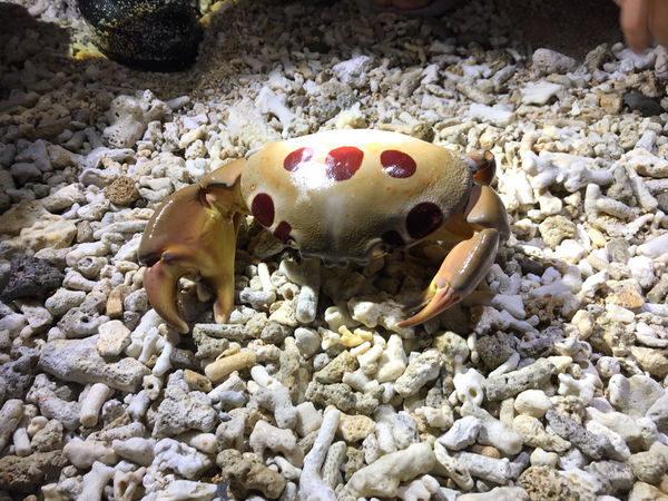 《恆春住宿》亞森川渡假民宿|夜間潮間帶探險與古城導覽