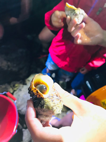 《恆春住宿》亞森川渡假民宿|夜間潮間帶探險與古城導覽