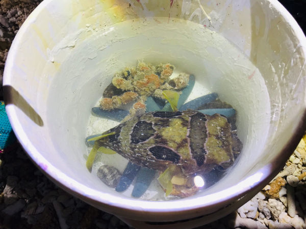 《恆春住宿》亞森川渡假民宿|夜間潮間帶探險與古城導覽