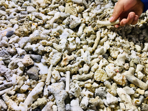 《恆春住宿》亞森川渡假民宿|夜間潮間帶探險與古城導覽