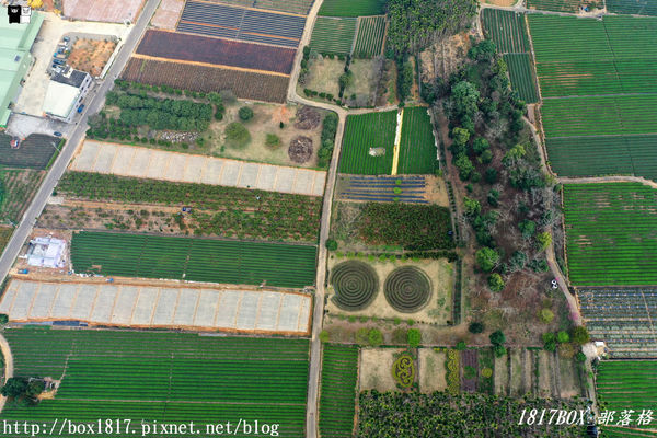 【南投。名間】同心雙圓茶園。蚊香茶園。來點一環茶香蚊香吧！空拍視野