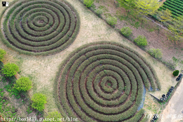 【南投。名間】同心雙圓茶園。蚊香茶園。來點一環茶香蚊香吧！空拍視野