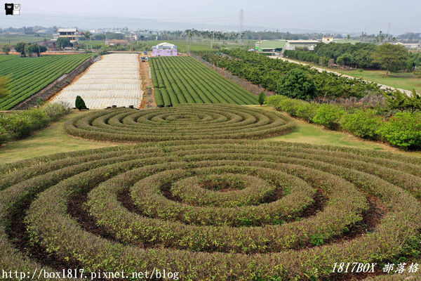 【南投。名間】同心雙圓茶園。蚊香茶園。來點一環茶香蚊香吧！空拍視野