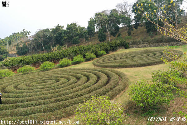 【南投。名間】同心雙圓茶園。蚊香茶園。來點一環茶香蚊香吧！空拍視野