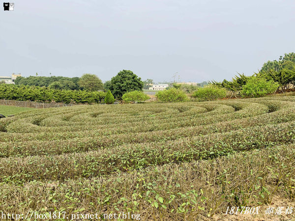 【南投。名間】同心雙圓茶園。蚊香茶園。來點一環茶香蚊香吧！空拍視野