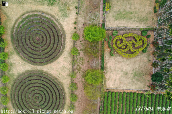 【南投。名間】同心雙圓茶園。蚊香茶園。來點一環茶香蚊香吧！空拍視野