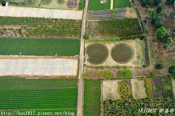 【南投。名間】同心雙圓茶園。蚊香茶園。來點一環茶香蚊香吧！空拍視野