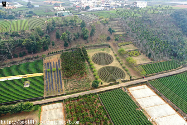 【南投。名間】同心雙圓茶園。蚊香茶園。來點一環茶香蚊香吧！空拍視野