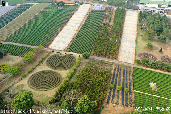 【南投。名間】同心雙圓茶園。蚊香茶園。來點一環茶香蚊香吧！空拍視野