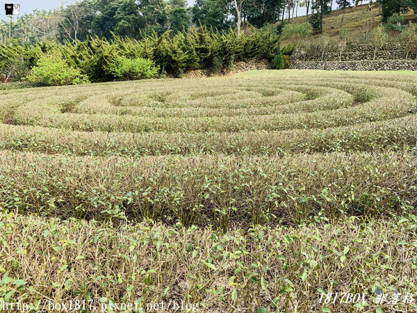 【南投。名間】同心雙圓茶園。蚊香茶園。來點一環茶香蚊香吧！空拍視野