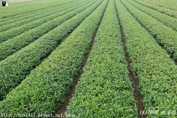 【南投。名間】同心雙圓茶園。蚊香茶園。來點一環茶香蚊香吧！空拍視野