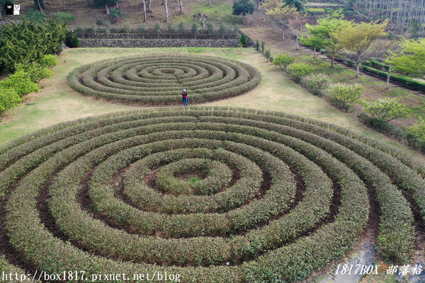 【南投。名間】同心雙圓茶園。蚊香茶園。來點一環茶香蚊香吧！空拍視野