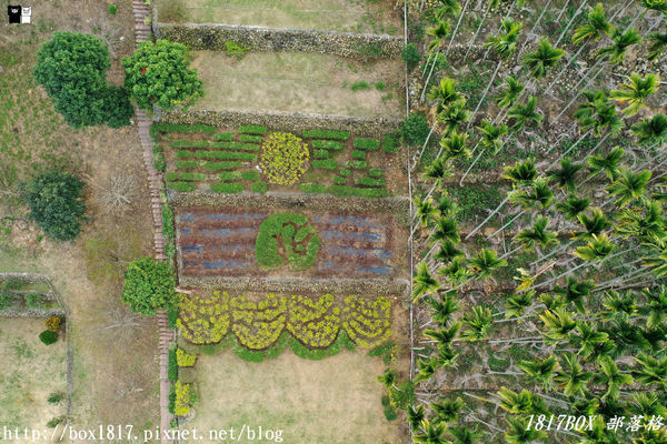 【南投。名間】同心雙圓茶園。蚊香茶園。來點一環茶香蚊香吧！空拍視野