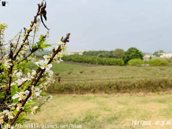【南投。名間】同心雙圓茶園。蚊香茶園。來點一環茶香蚊香吧！空拍視野