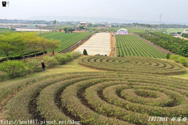 【南投。名間】同心雙圓茶園。蚊香茶園。來點一環茶香蚊香吧！空拍視野