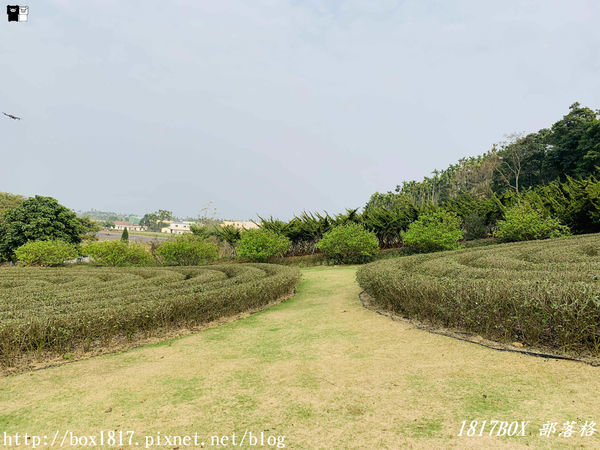 【南投。名間】同心雙圓茶園。蚊香茶園。來點一環茶香蚊香吧！空拍視野