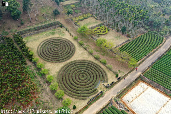 【南投。名間】同心雙圓茶園。蚊香茶園。來點一環茶香蚊香吧！空拍視野