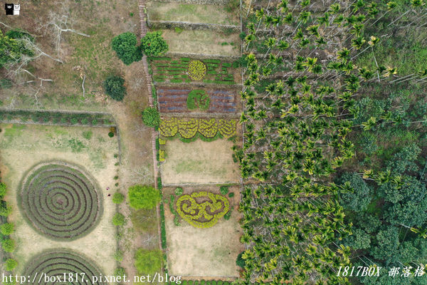 【南投。名間】同心雙圓茶園。蚊香茶園。來點一環茶香蚊香吧！空拍視野