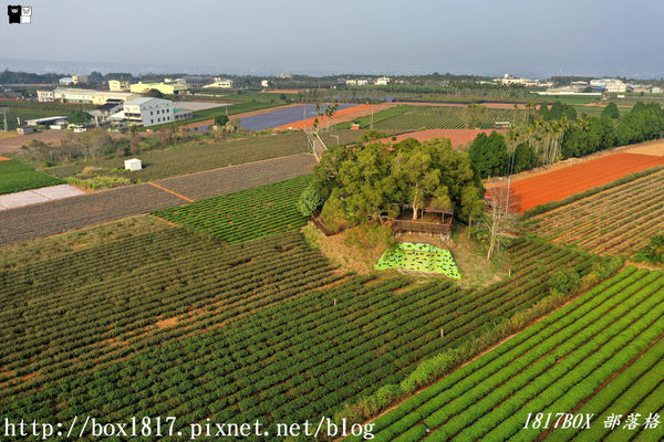 【南投。名間】七星陣地公園。軍事防空碉堡。結合軍武火炮設施。欣賞「茶的故鄉」松嶺茶園風光