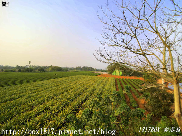 【南投。名間】七星陣地公園。軍事防空碉堡。結合軍武火炮設施。欣賞「茶的故鄉」松嶺茶園風光