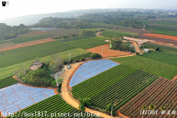 【南投。名間】七星陣地公園。軍事防空碉堡。結合軍武火炮設施。欣賞「茶的故鄉」松嶺茶園風光