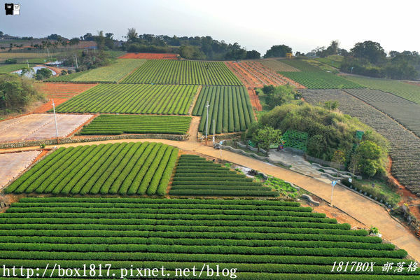 【南投。名間】七星陣地公園。軍事防空碉堡。結合軍武火炮設施。欣賞「茶的故鄉」松嶺茶園風光
