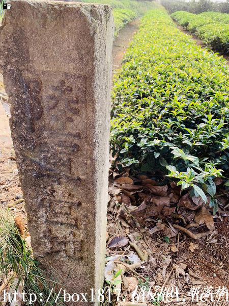 【南投。名間】七星陣地公園。軍事防空碉堡。結合軍武火炮設施。欣賞「茶的故鄉」松嶺茶園風光