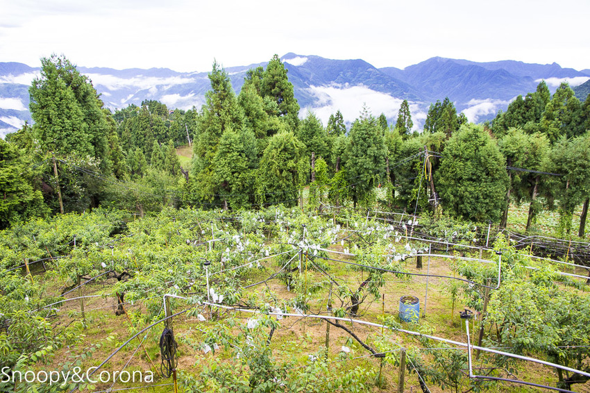 【桃園住宿】拉拉山住宿推薦/拉拉山和風山莊/烤肉民宿推薦~浪漫歐式白色木屋,一年四季皆有不同美景