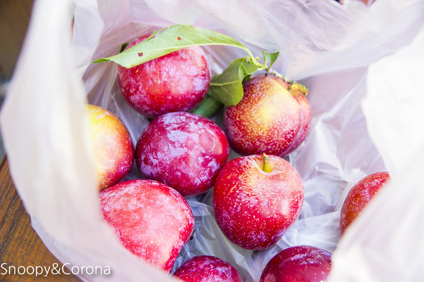【桃園住宿】拉拉山住宿推薦/拉拉山和風山莊/烤肉民宿推薦~浪漫歐式白色木屋,一年四季皆有不同美景