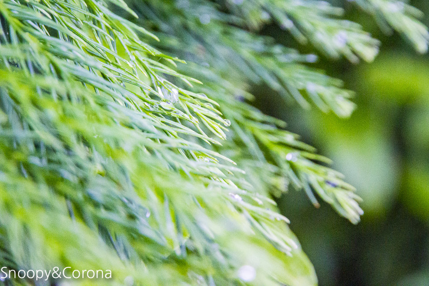 【桃園住宿】拉拉山住宿推薦/拉拉山和風山莊/烤肉民宿推薦~浪漫歐式白色木屋,一年四季皆有不同美景